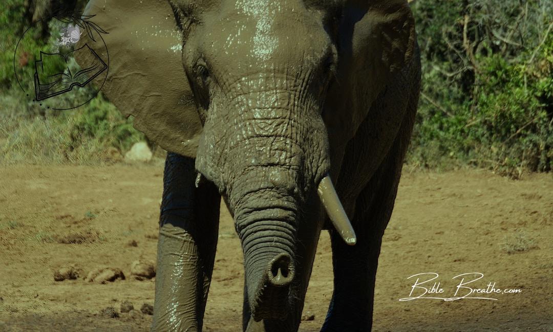 grey elephant walking on brown soil during daytime