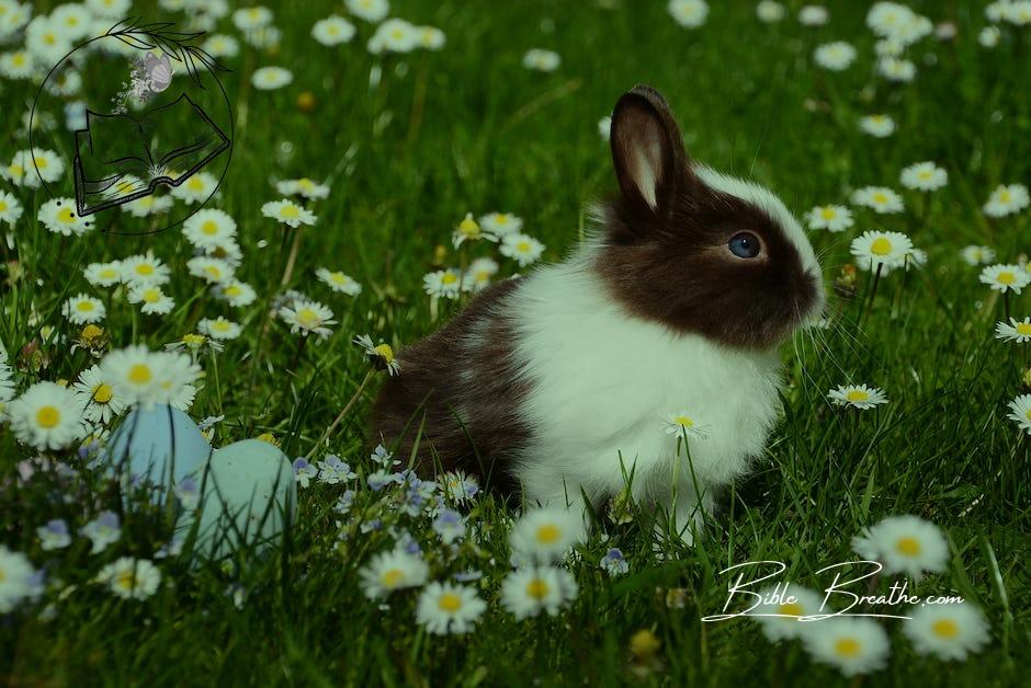 White and Brown Rabbit on Green Grass Field