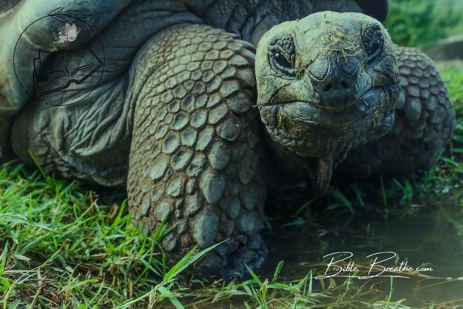Closeup Photo of Galapagos Tortoise