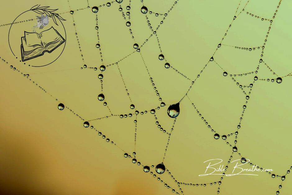 Spider Web With Dew Vector Art