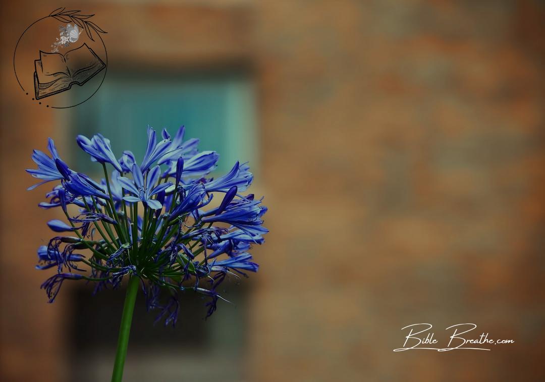blue flower plant blooming during daytime