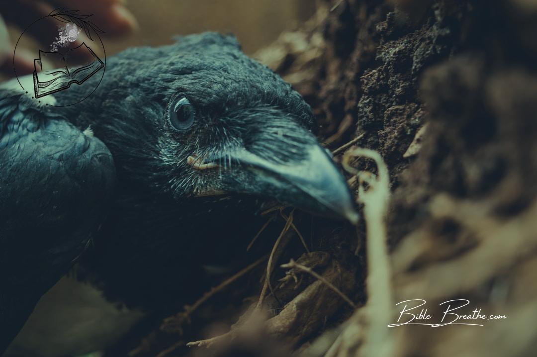 black bird on brown dried leaves