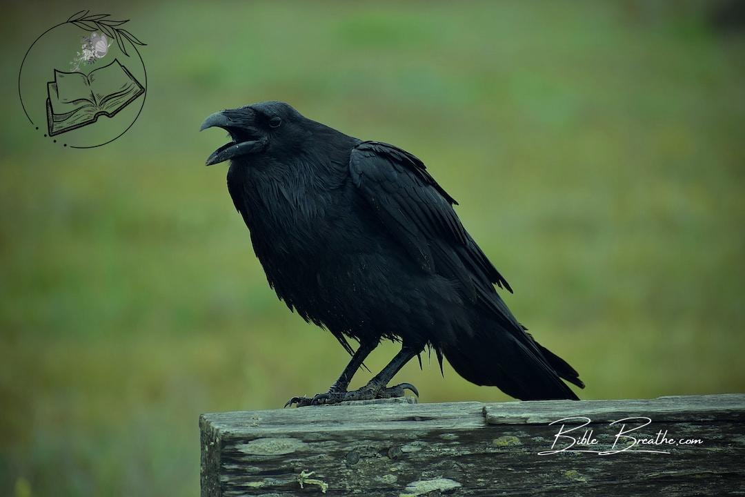 black crow on gray wooden fence during daytime