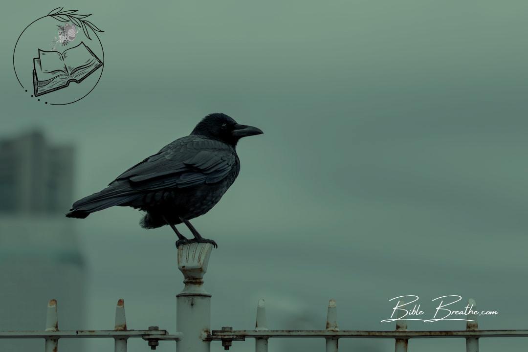black bird on white metal fence during daytime