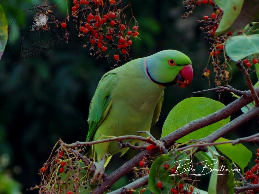 Green and Red Beak Bird on Grey Branch