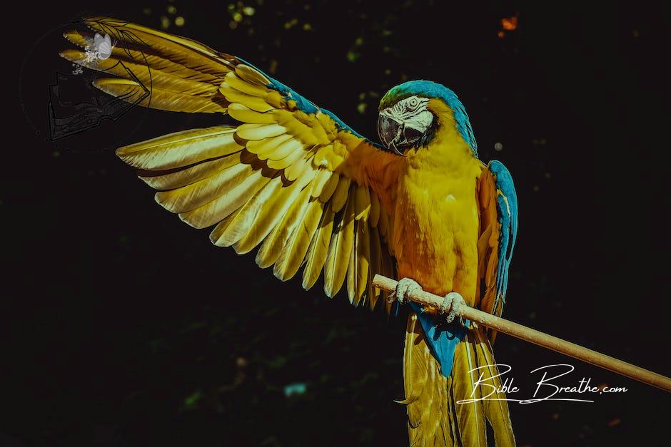 Photo of Yellow and Blue Macaw With One Wing Open Perched on a Wooden Stick
