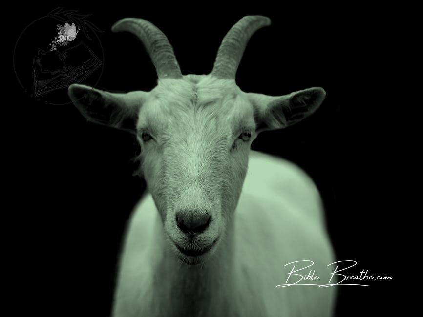 Gray Scale Photo of Goat