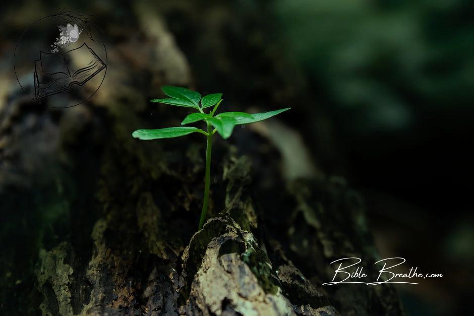 Selective Focus Photo of Green Plant Seedling on Tree Trunk