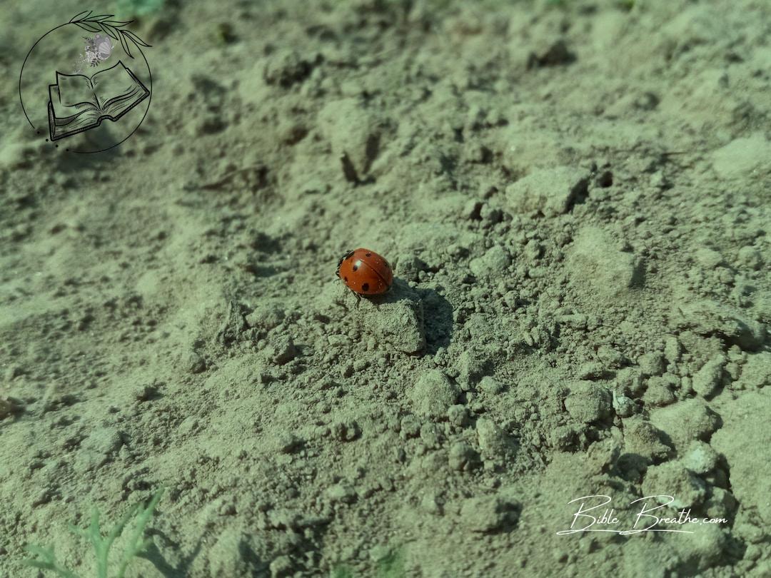 a ladybug on a rock