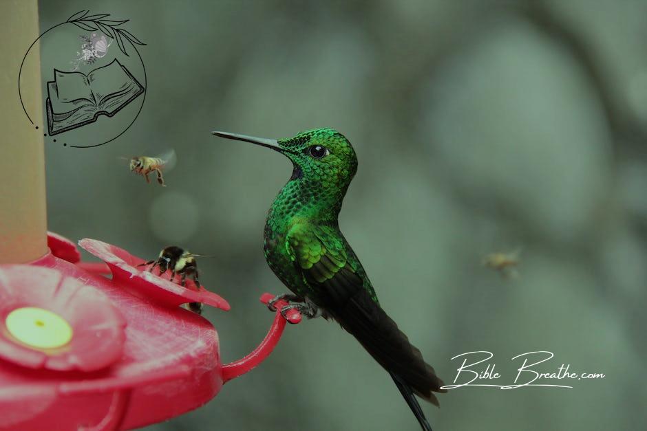 Photo of Green and Black Hummingbird Perched on Red Branch