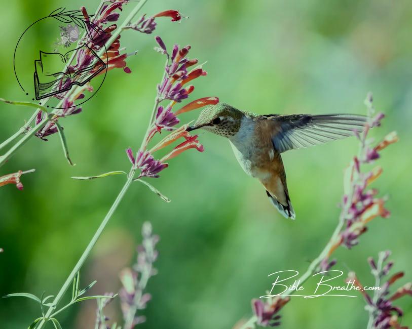 Close-Up Photo of Hummingbird Near Flowers