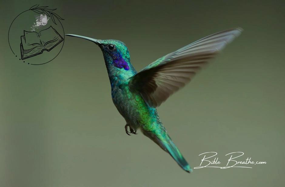 Macro Photography of Colorful Hummingbird
