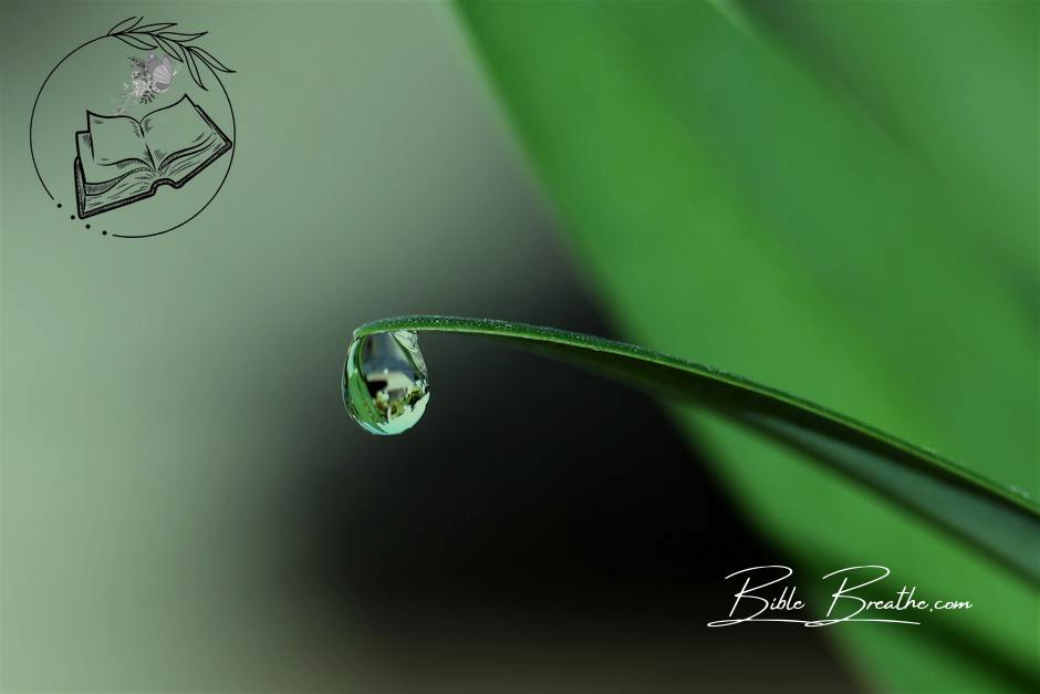 Water Drop at the Tip of a Leaf