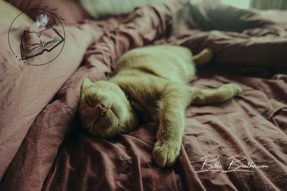 Orange Tabby Cat On Bed