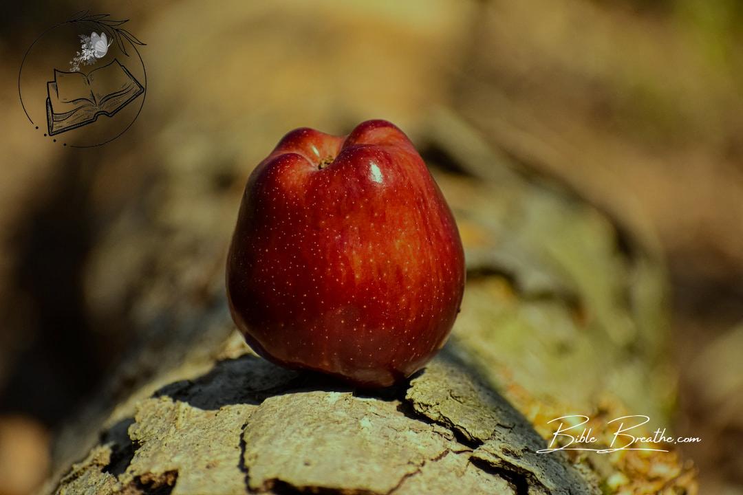 a red apple sitting on top of a tree branch