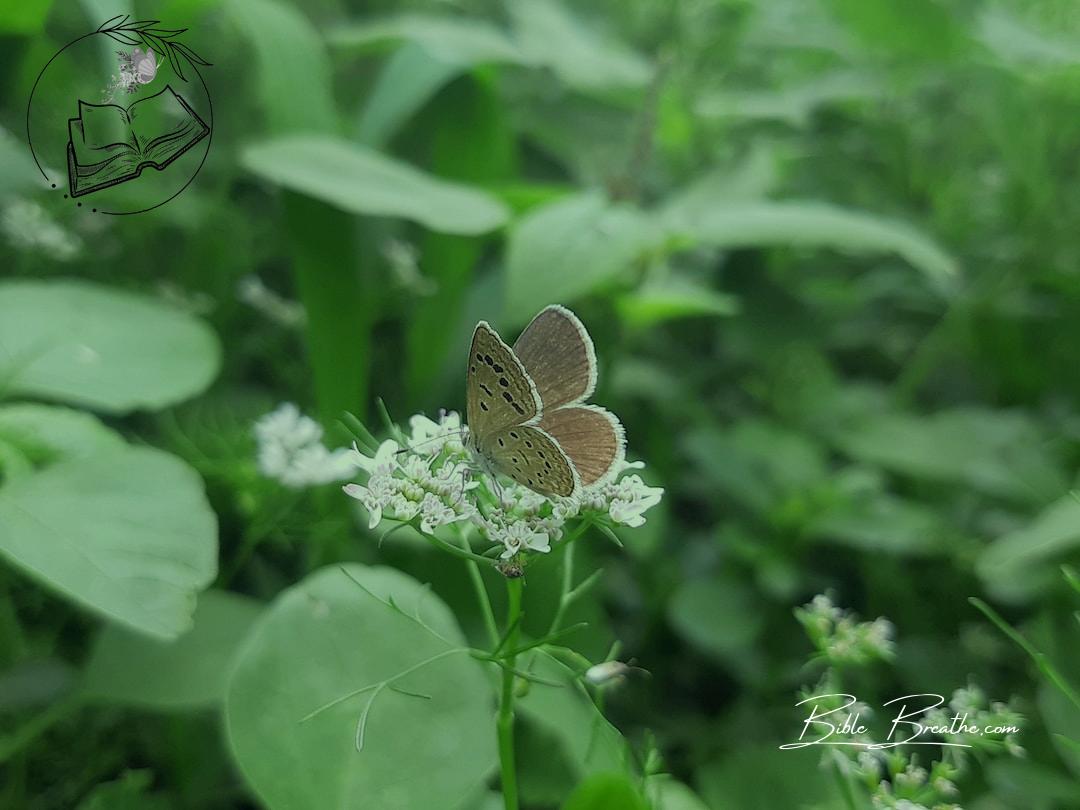 a brown butterfly sitting on a white flower