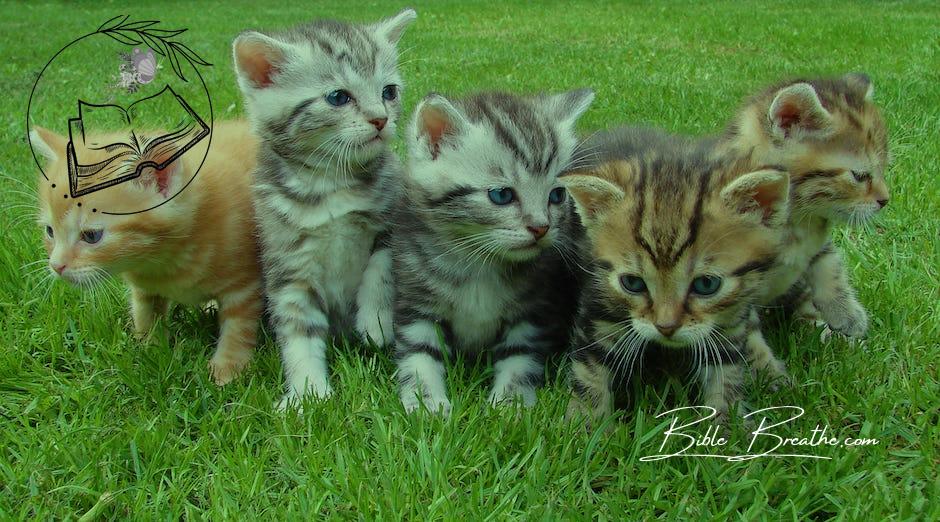 Assorted Color Kittens