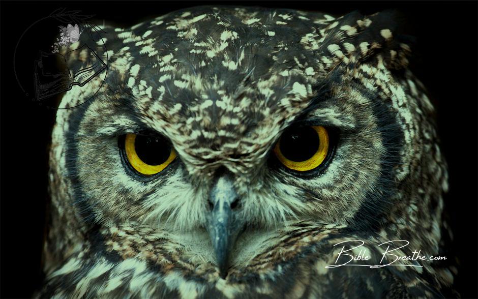 Close Up Photography of Owl