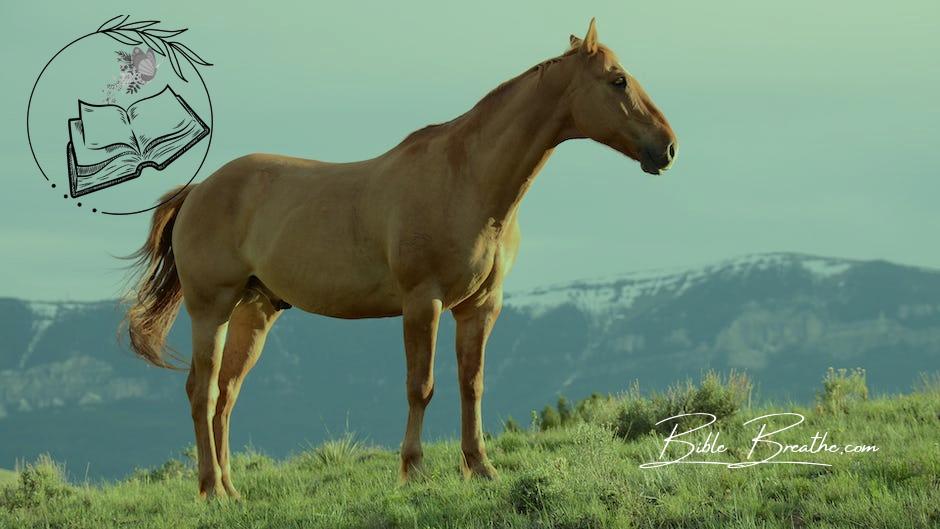 Brown Horse On Grass Field