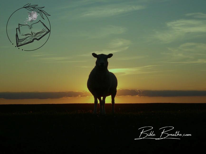 Silhouette of Cow during Sunset