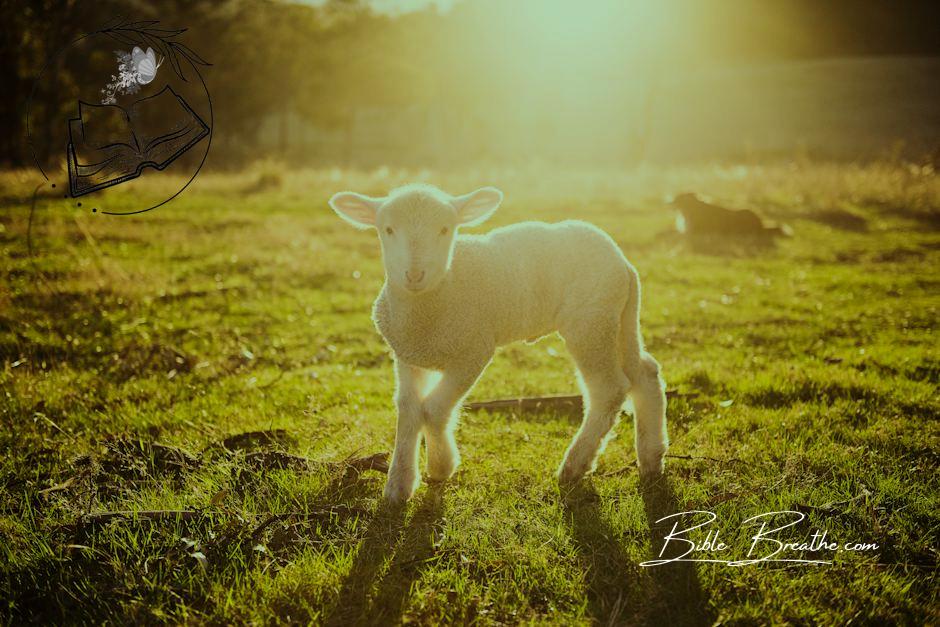 Shallow Focus Photography of White Sheep on Green Grass
