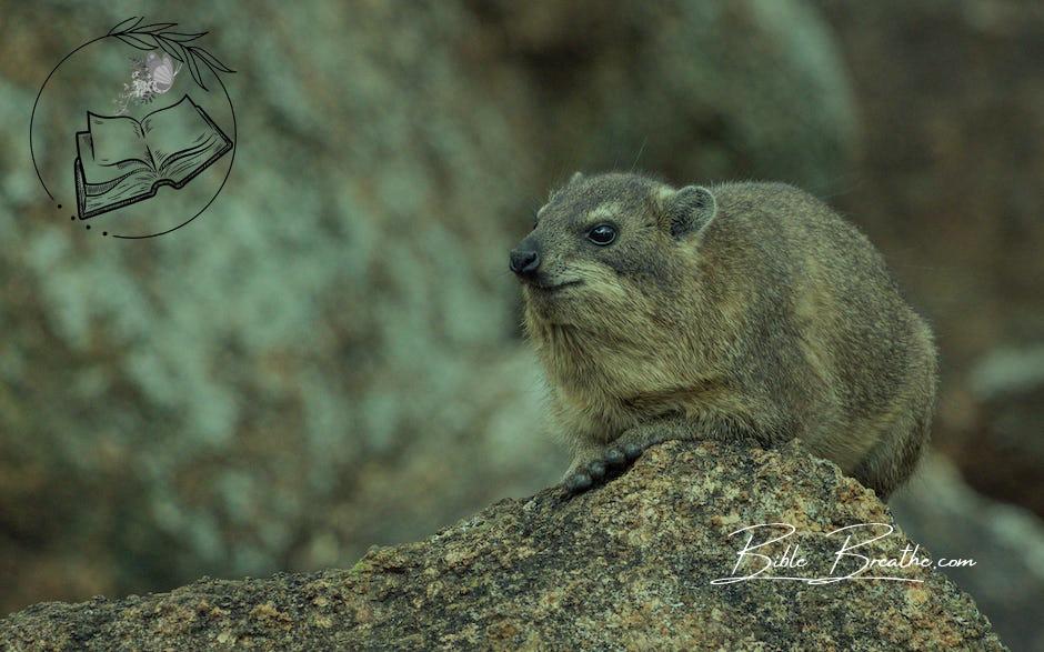 Close-up of a Rock Hyrax 