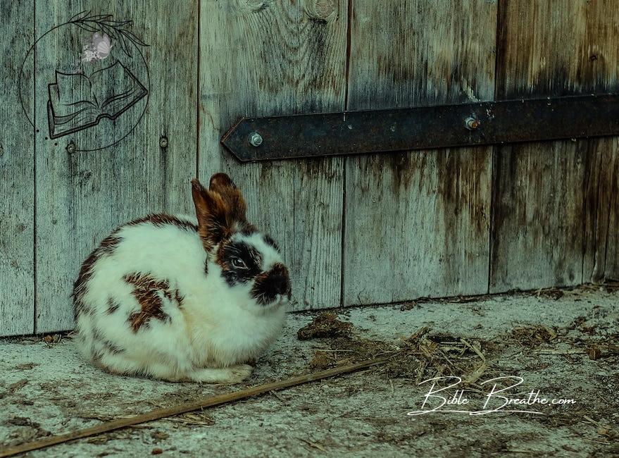 White Black and Brown Rabbit Near Brown Wooden Fence