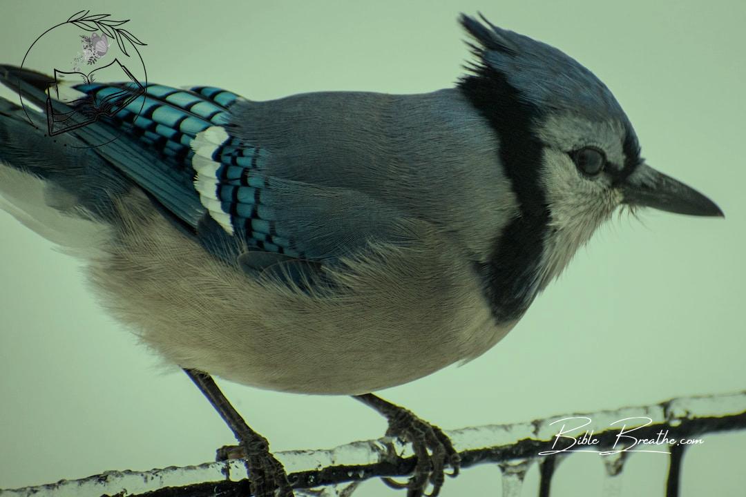 a blue jay perched on a barbed wire fence