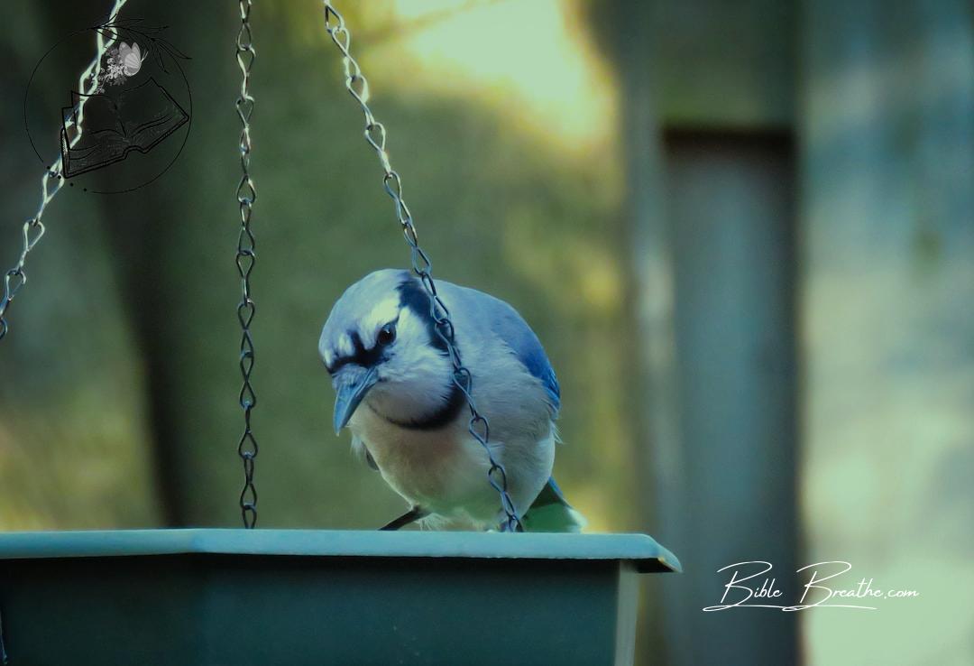 blue and white bird on blue wooden cage