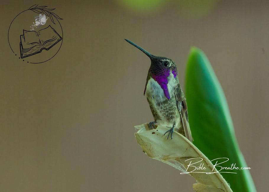 Close-Up Shot of Lucifer Sheartail Perched on Dried Leaf
