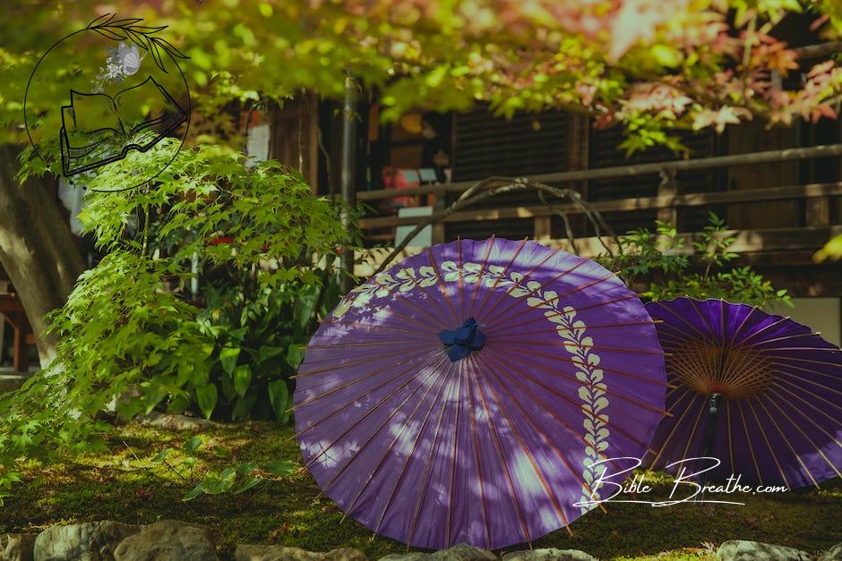 Lilac umbrella in garden near house