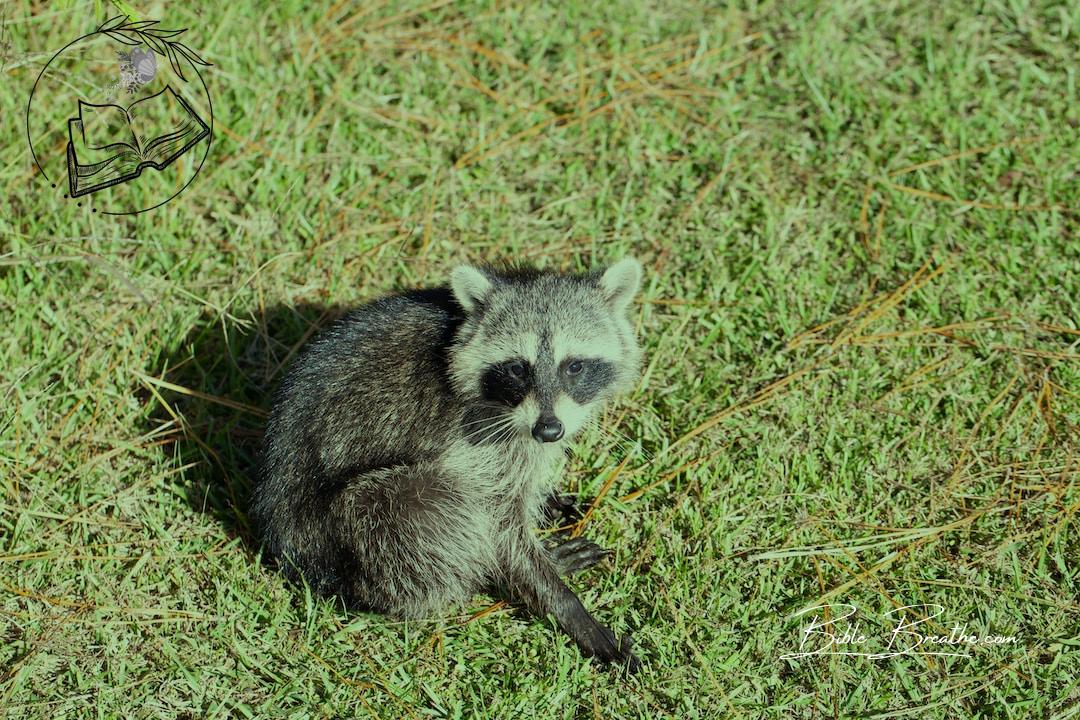 a raccoon sitting in the grass looking at the camera