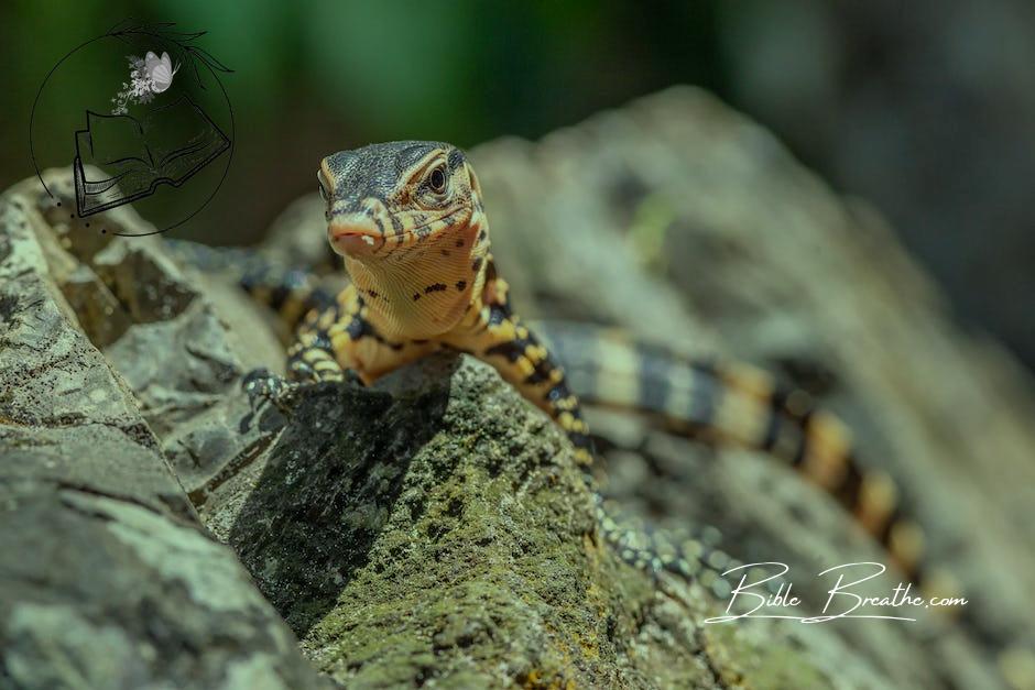 Asian Monitor Lizard Crawling on Big Rock