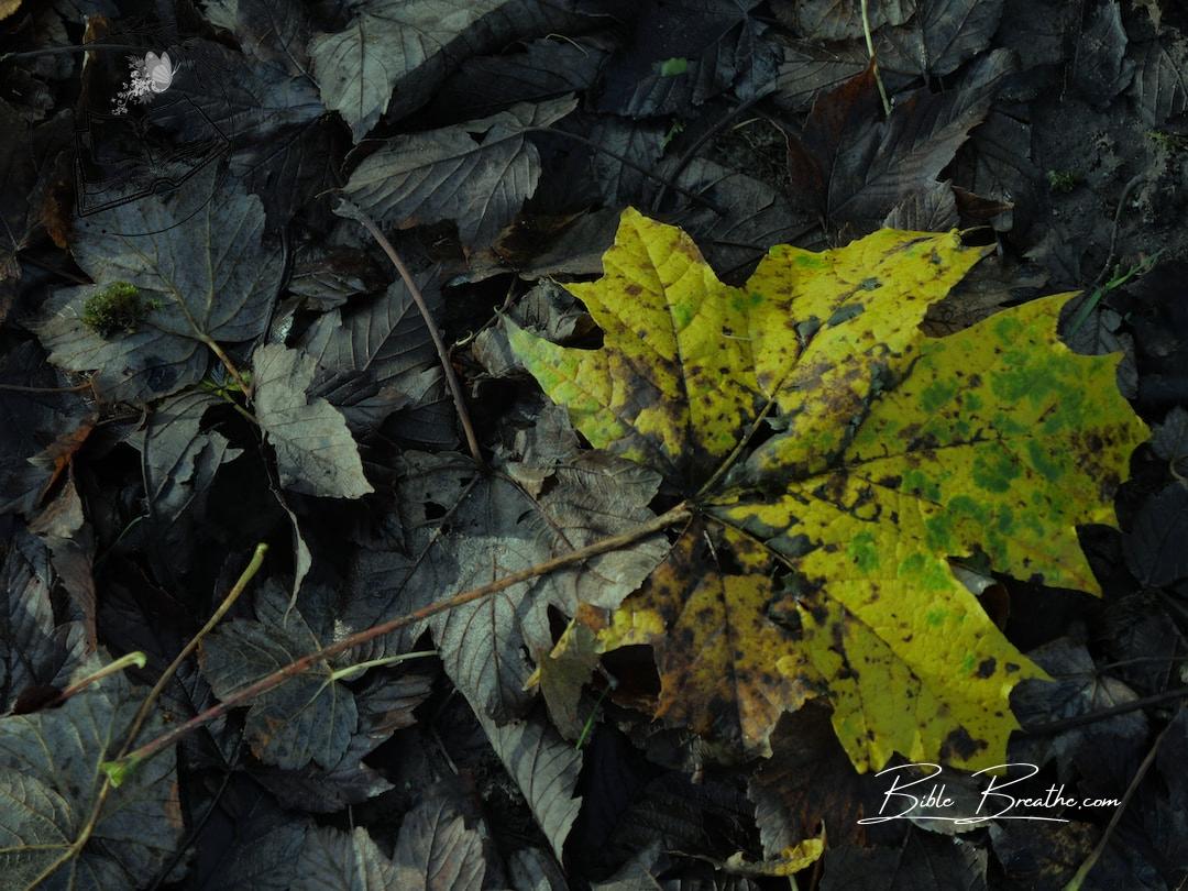 a leaf that is laying on the ground