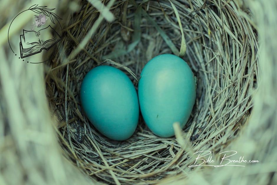 Selective Focus Photography2 Blue Egg on Nest