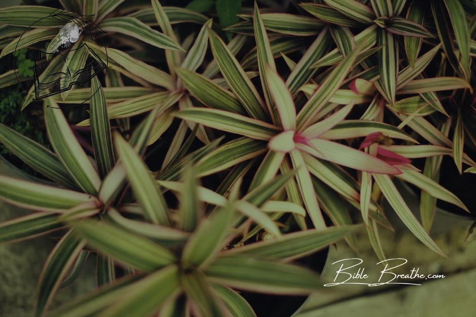 A Plant With Green Leaves