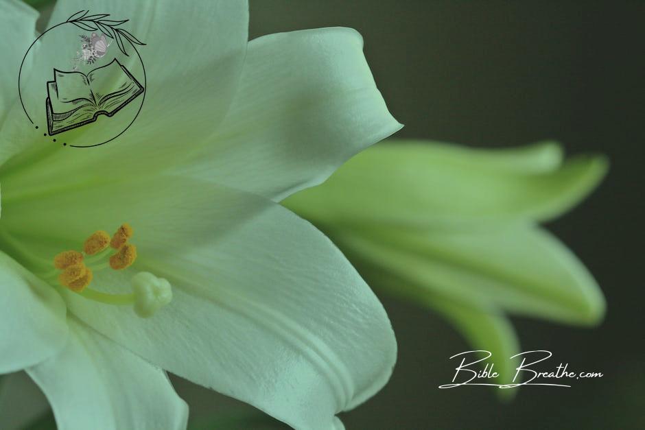 Easter Lily