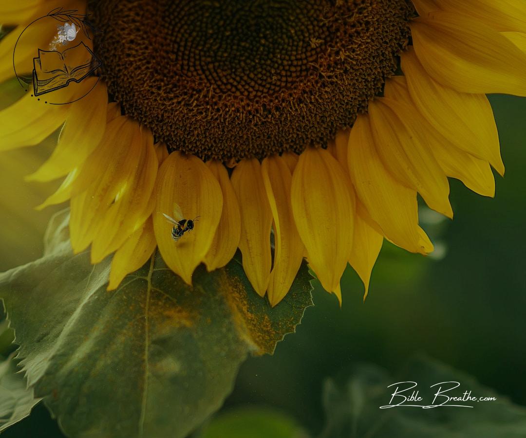 yellow sunflower in close up photography