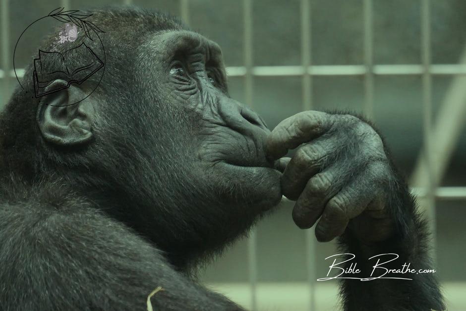 Close-up Photography of Black Gorilla