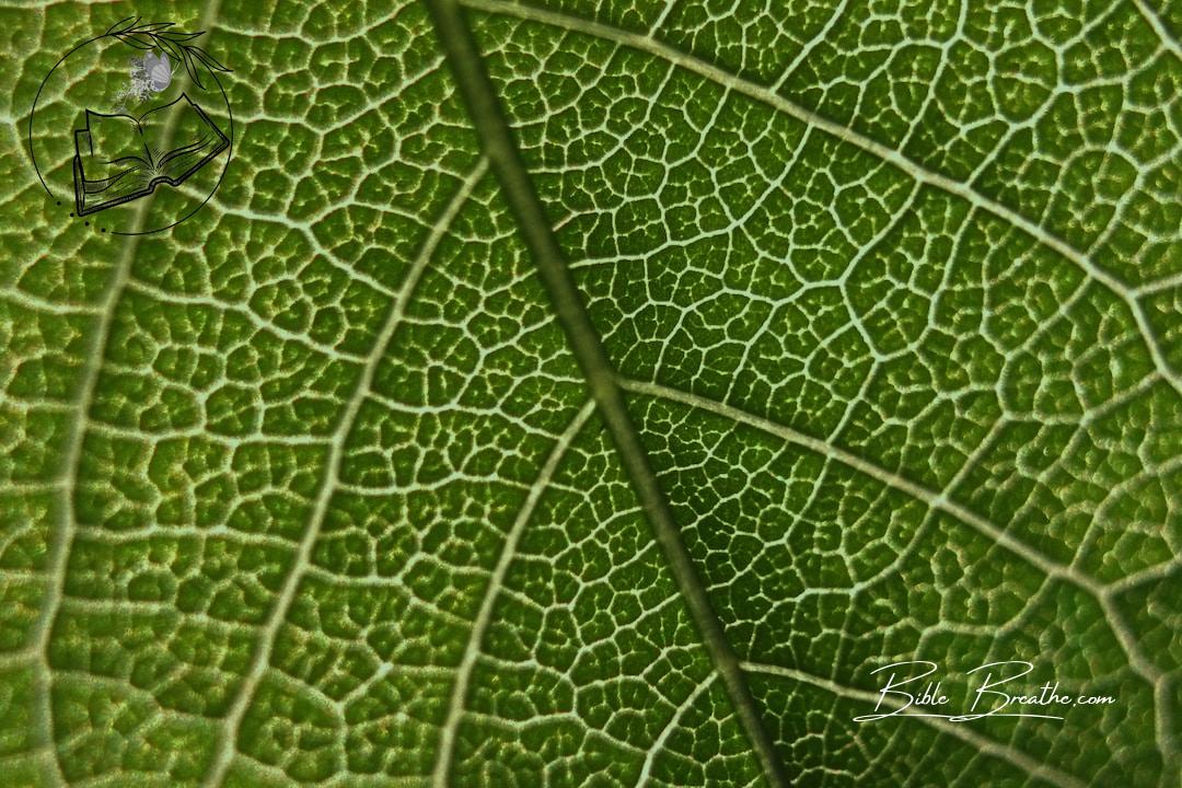 close-up photography of green leaf
