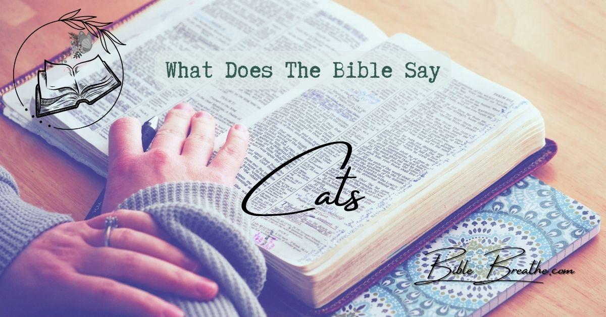 what does the bible say about cats BibleBreathe Featured Image