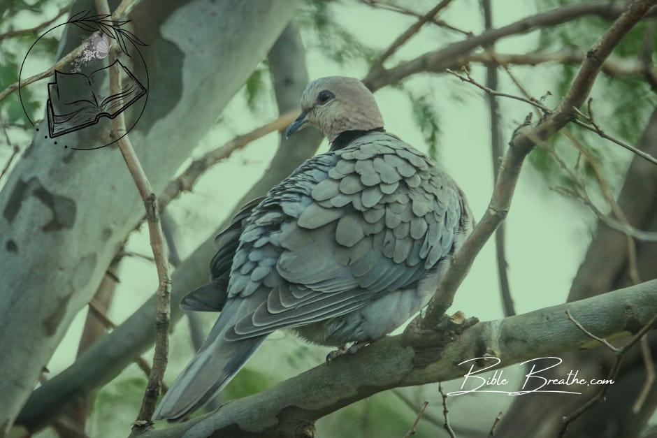 Gray Dove Perching on Tree Branch