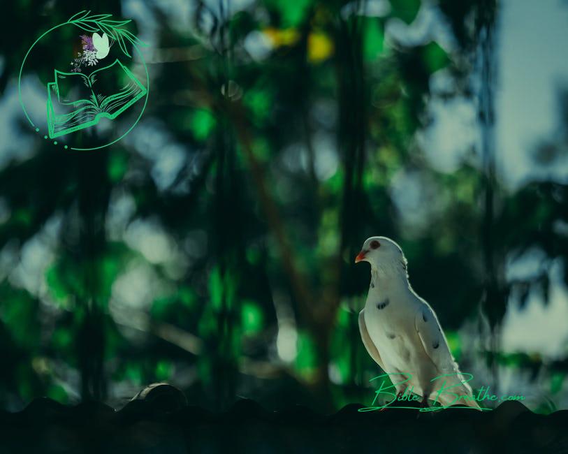 White Mourning Dove