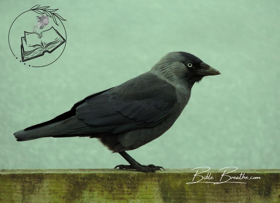 Black and Grey Bird