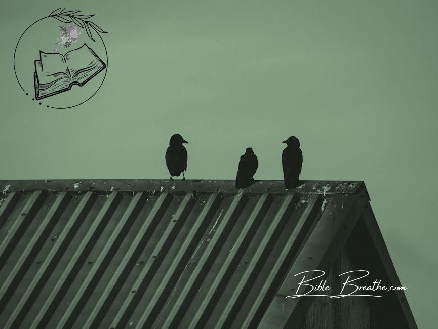 Close-up of Ravens Sitting on a Roof