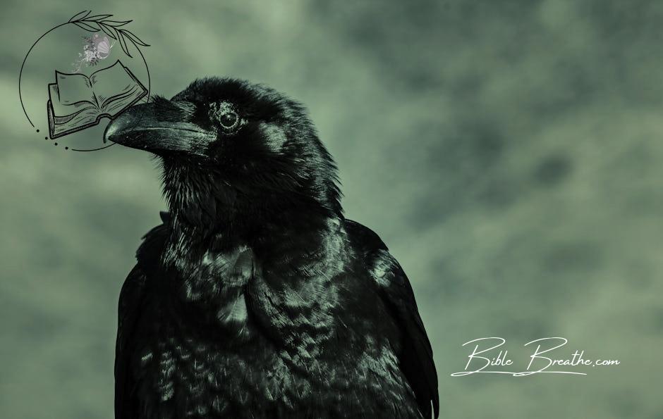 Selective Focus Photograph of Black Crow