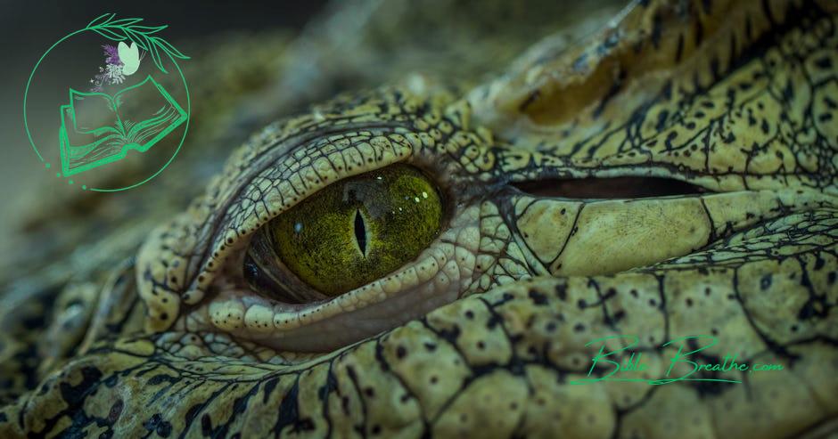 Photo of Brown and Green Reptile