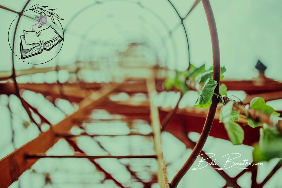 Selective Focus Photography of Vine Plant Crawling on Brown Rod