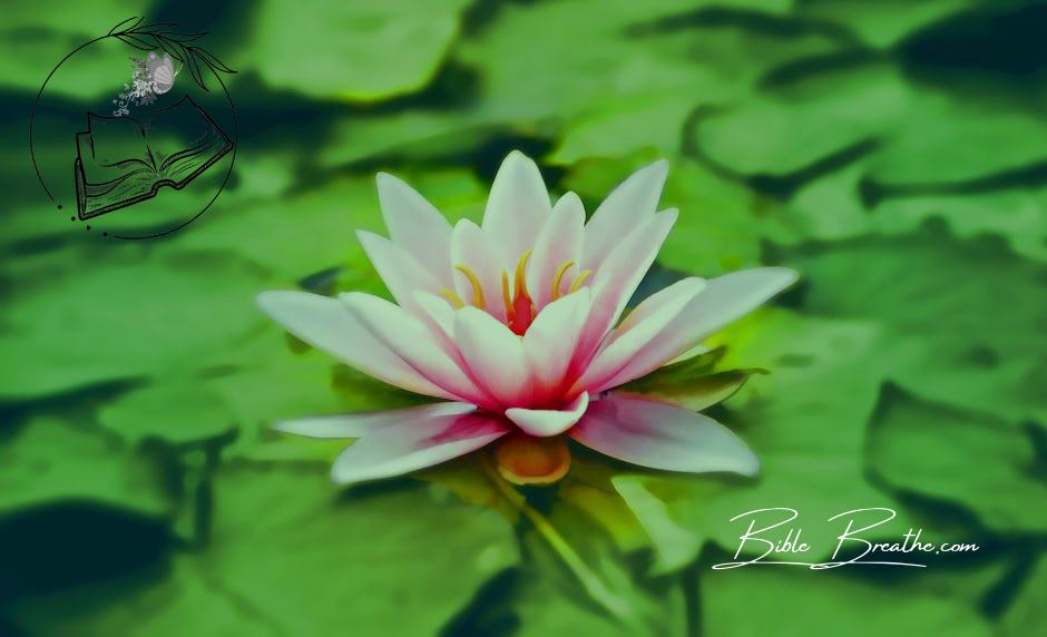 Close-up Photography of Pink Lotus