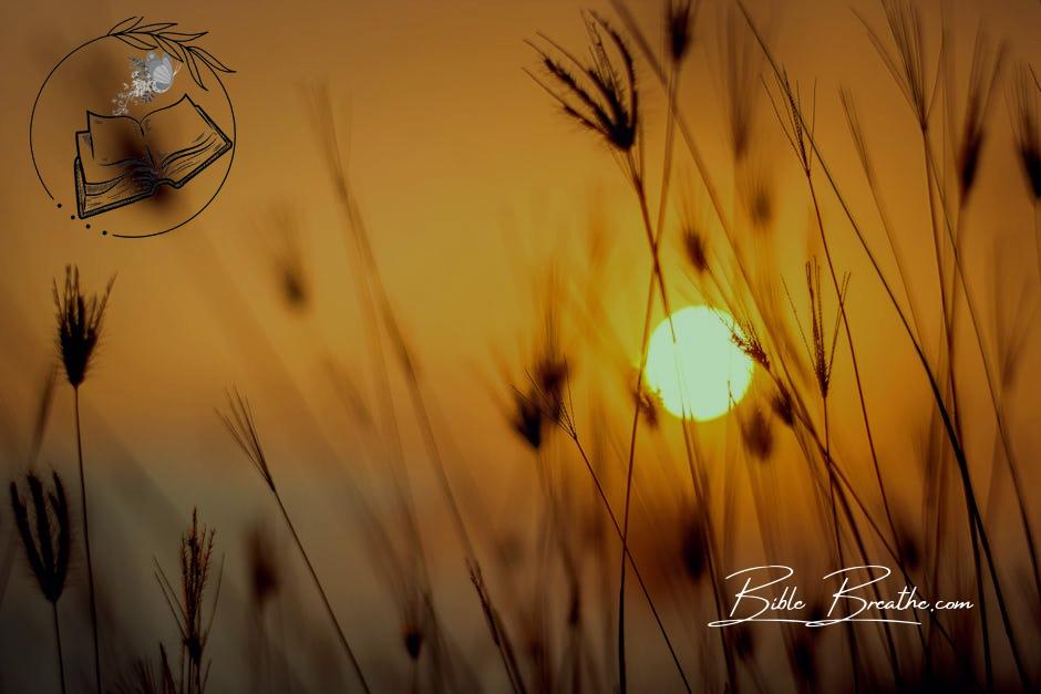 Silhouette Photography Of Grass